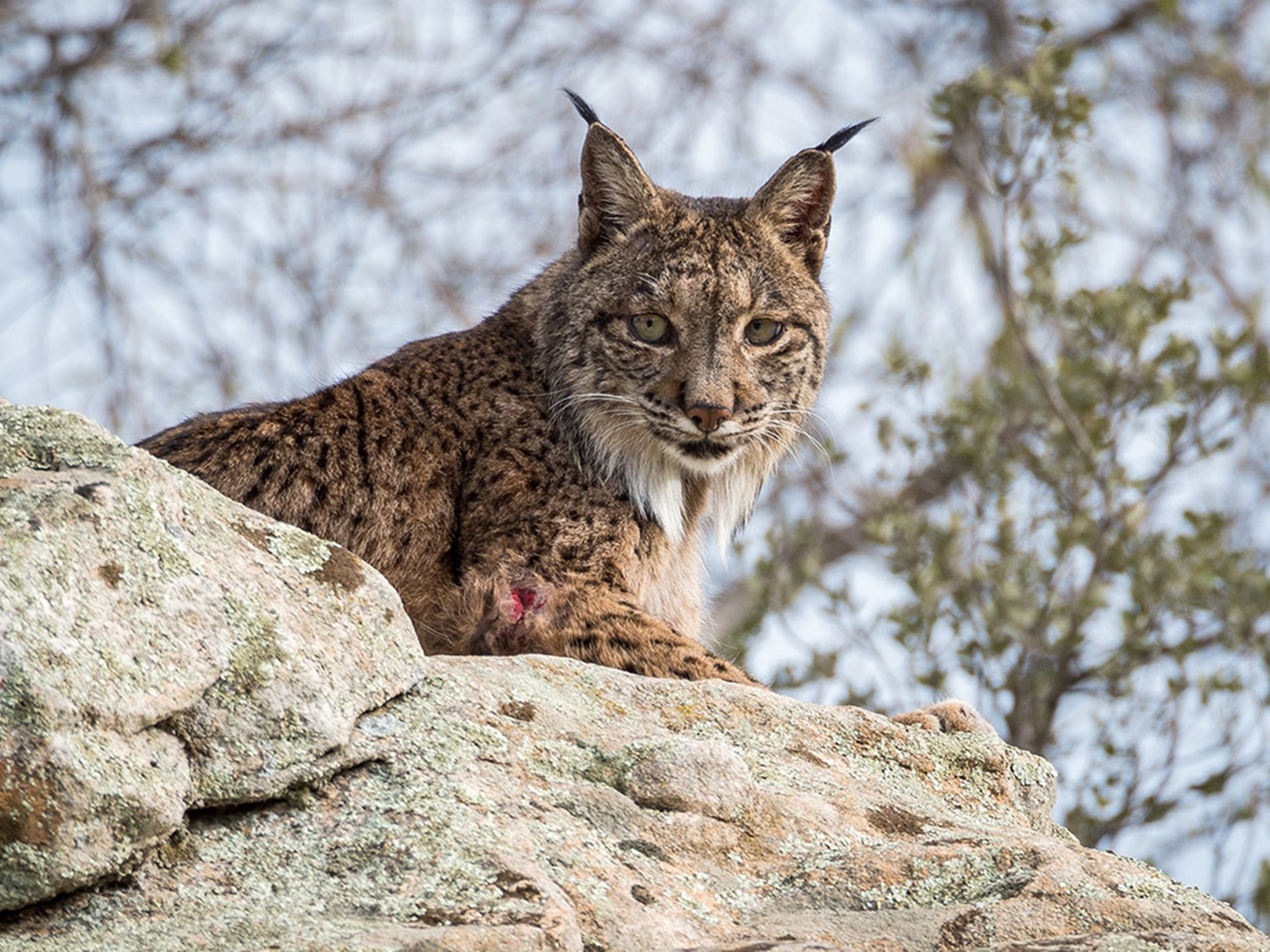 Donana-gaditana-lince-iberico