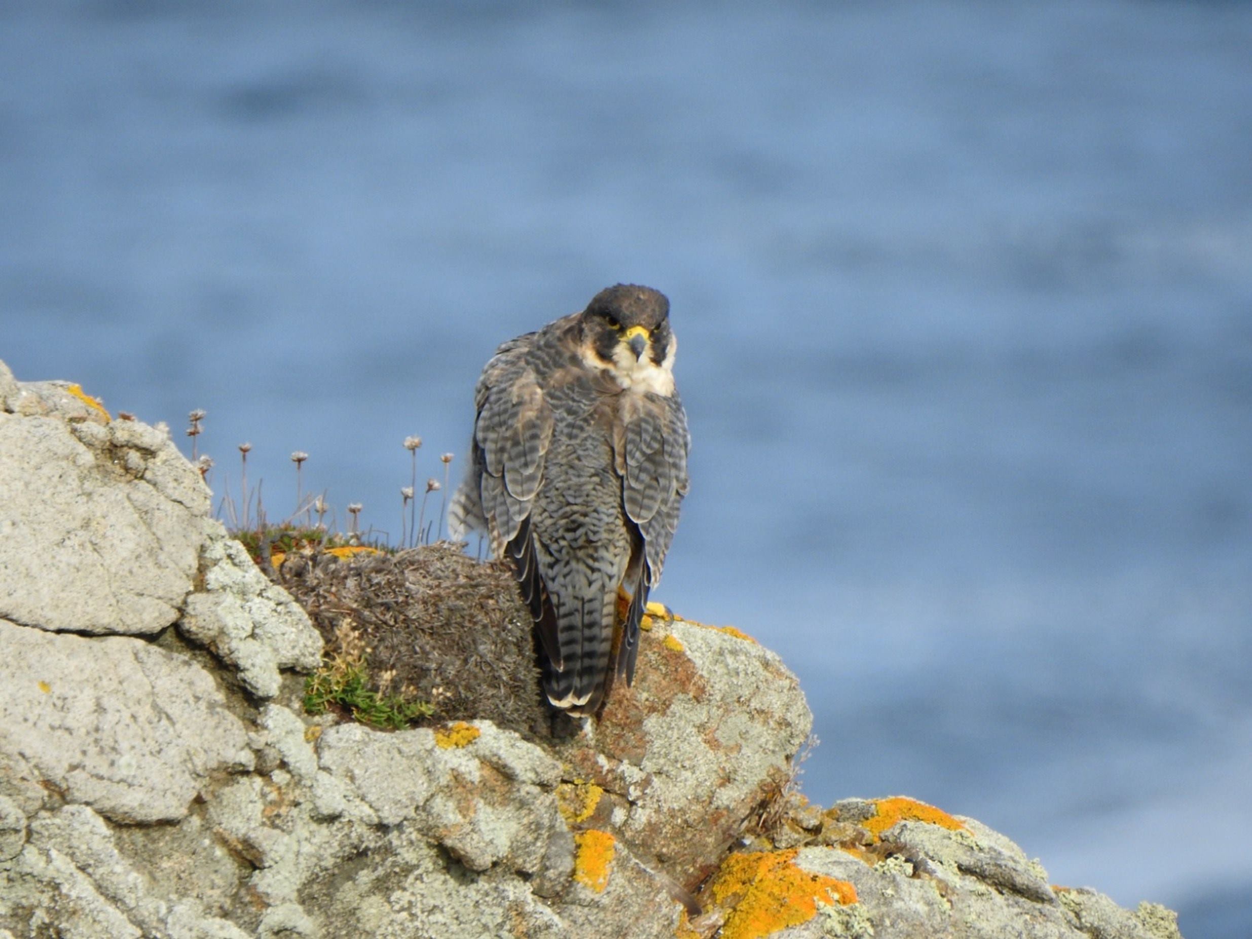 aves-pelagicas