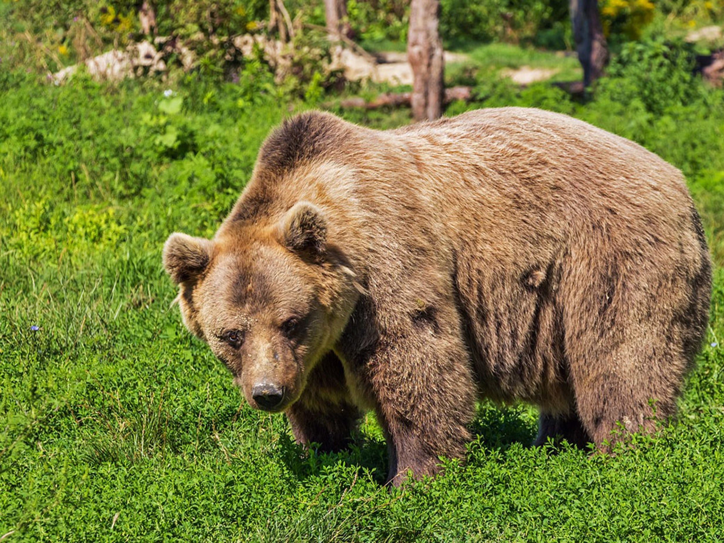 somiedo-avistamiento-oso-pardo