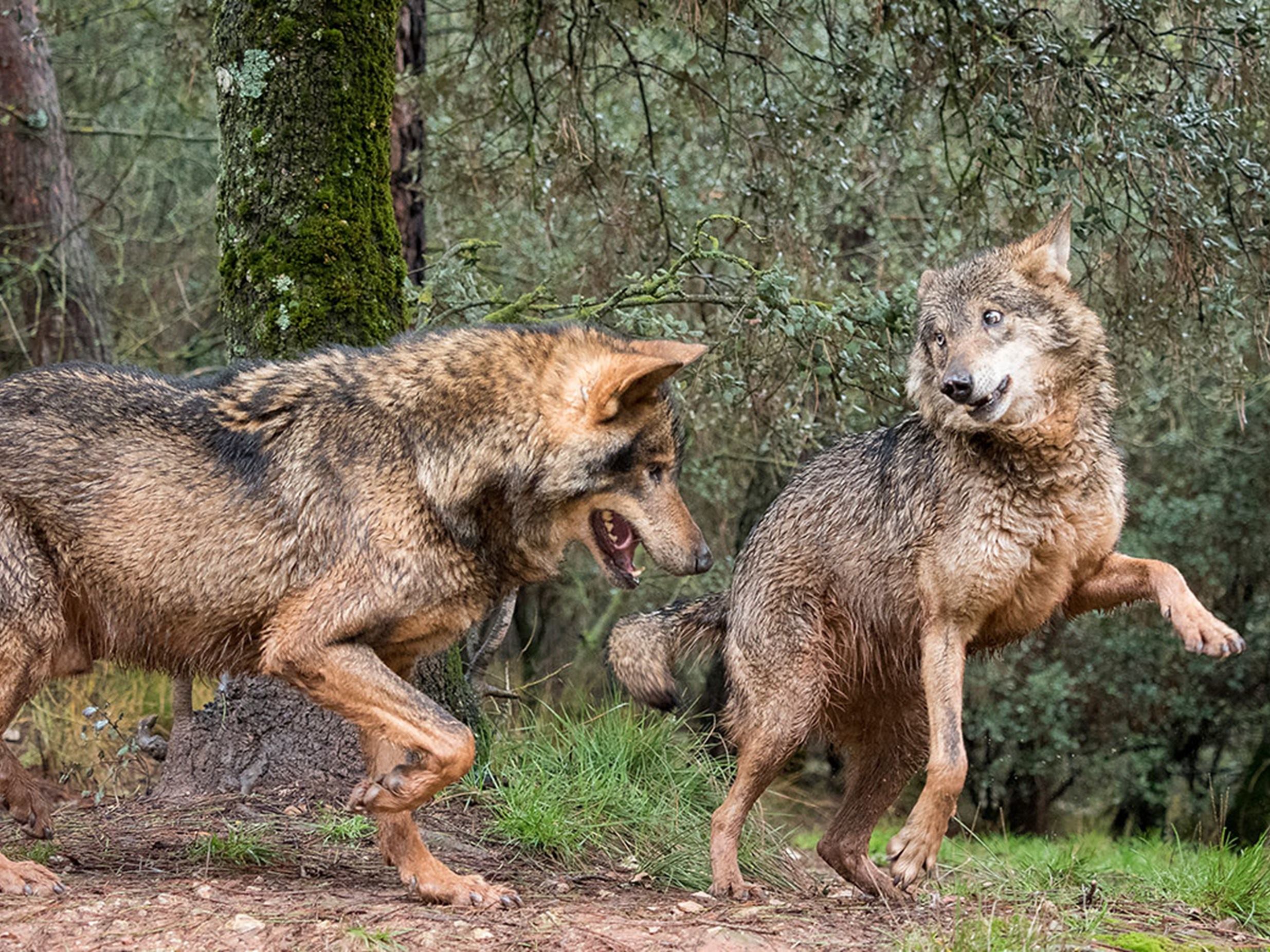 villardeciervos-avistamiento-lobos-ibericos